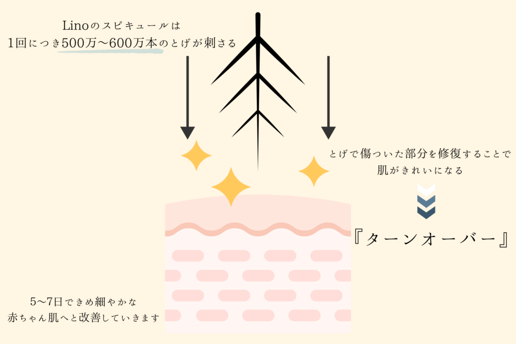 肌のターンオーバーを表現するイメージ画像